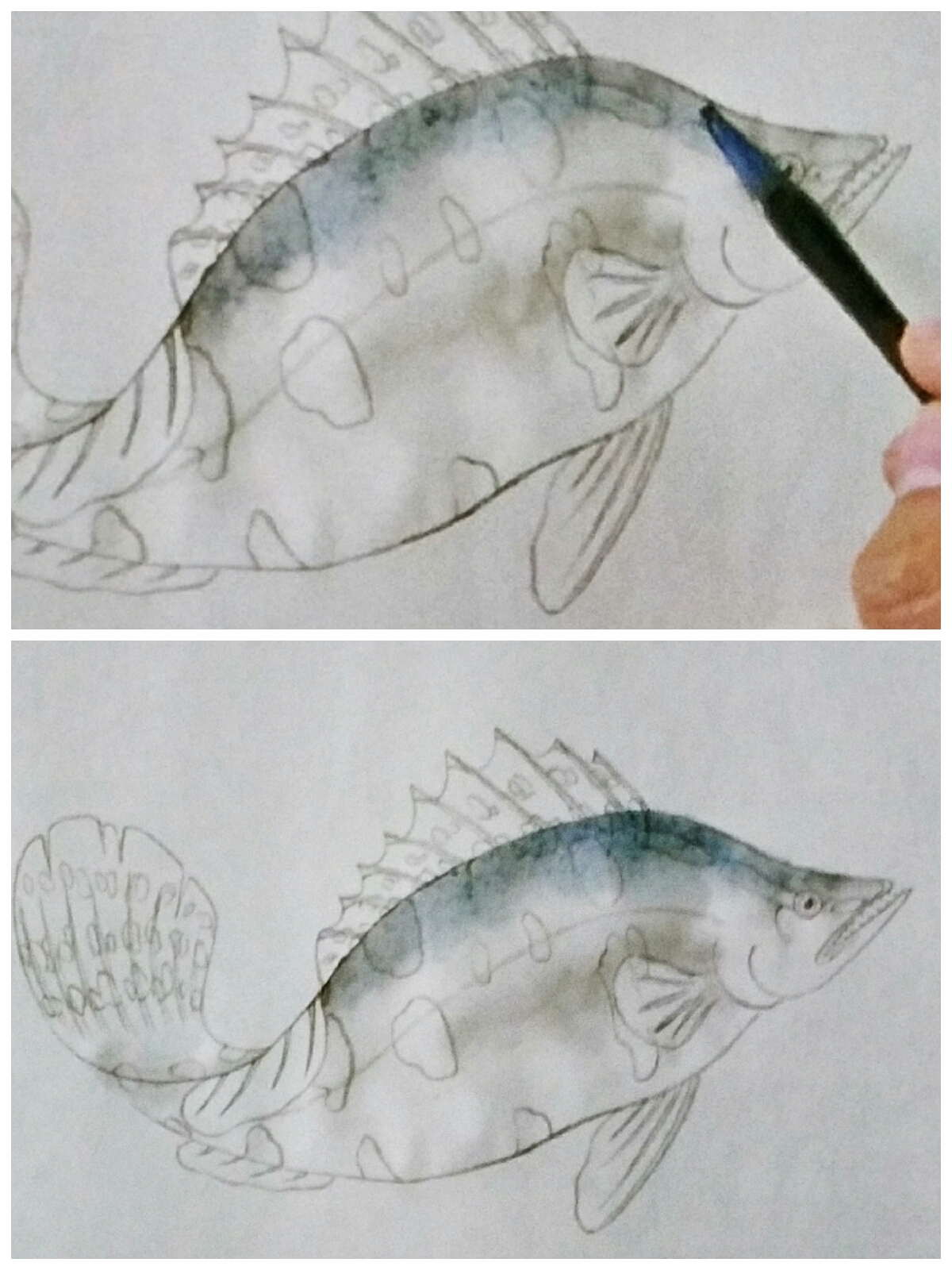 鳜鱼的画法图片图片