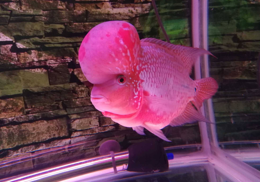 花罗汉鱼的鉴赏与喂养知识分享,更好地为其创造生活环境