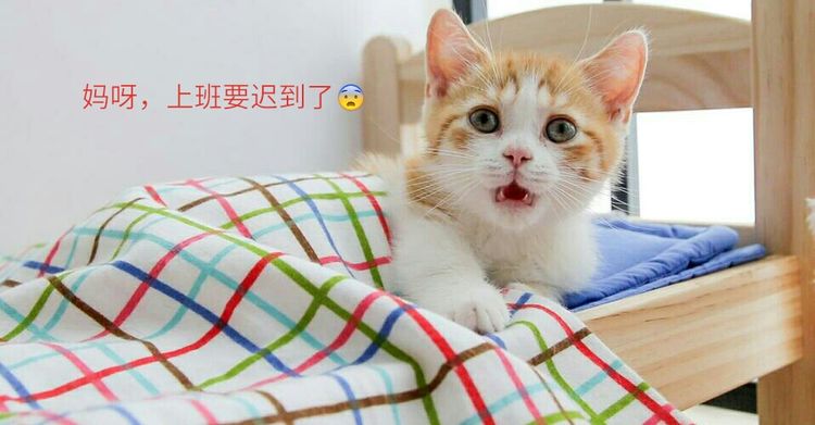 铲屎官晒出自家猫咪起床照片,简直自己一模一样