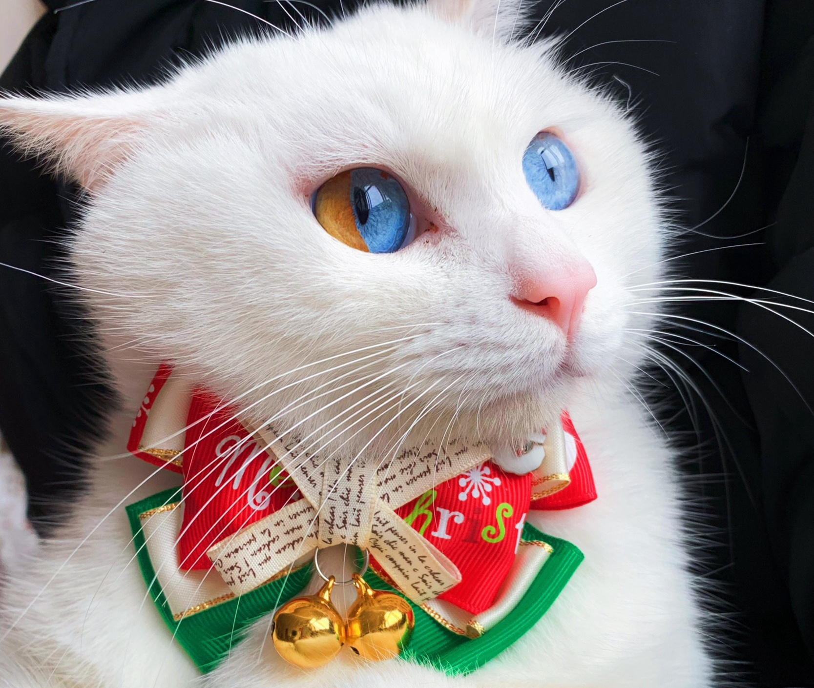 猫咪是个神奇的动物,每个猫咪的眼睛都是不一样的颜色