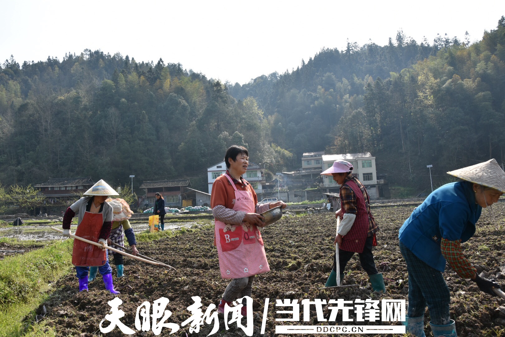 不误农时不误春 三穗款场乡200亩香芋备耕中