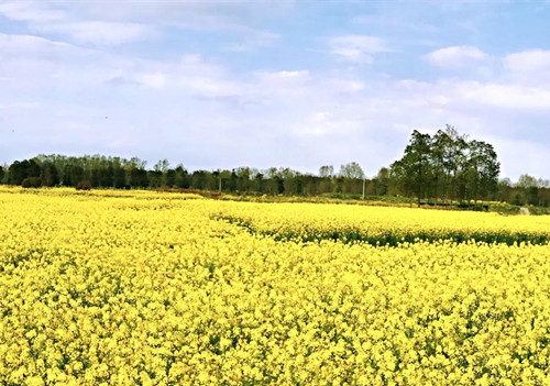 青杠树村油菜花图片