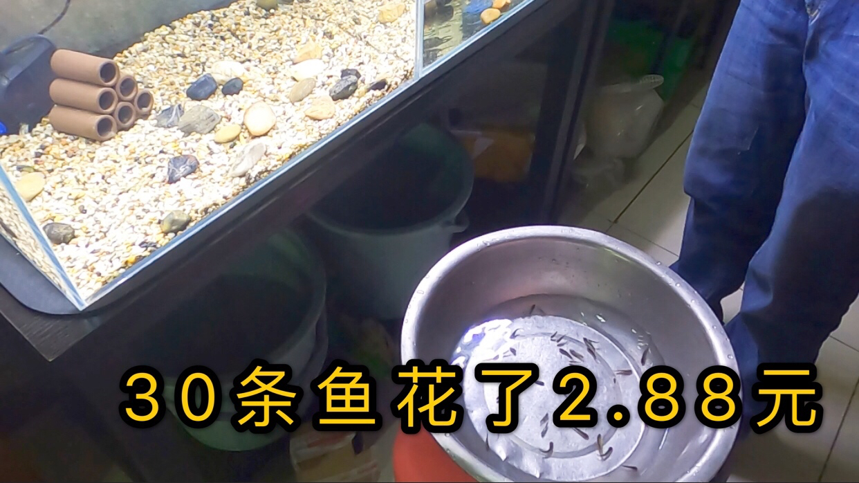 小伙花2.88元买了30条鲫鱼苗 当观赏鱼养起来 还能喂鳄龟