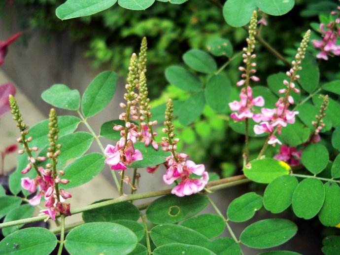 马棘开出的花是淡紫色的.