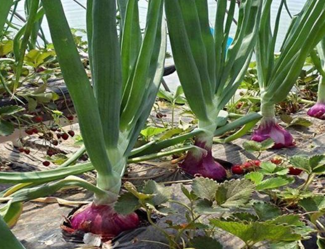 洋葱- 热门商品专区