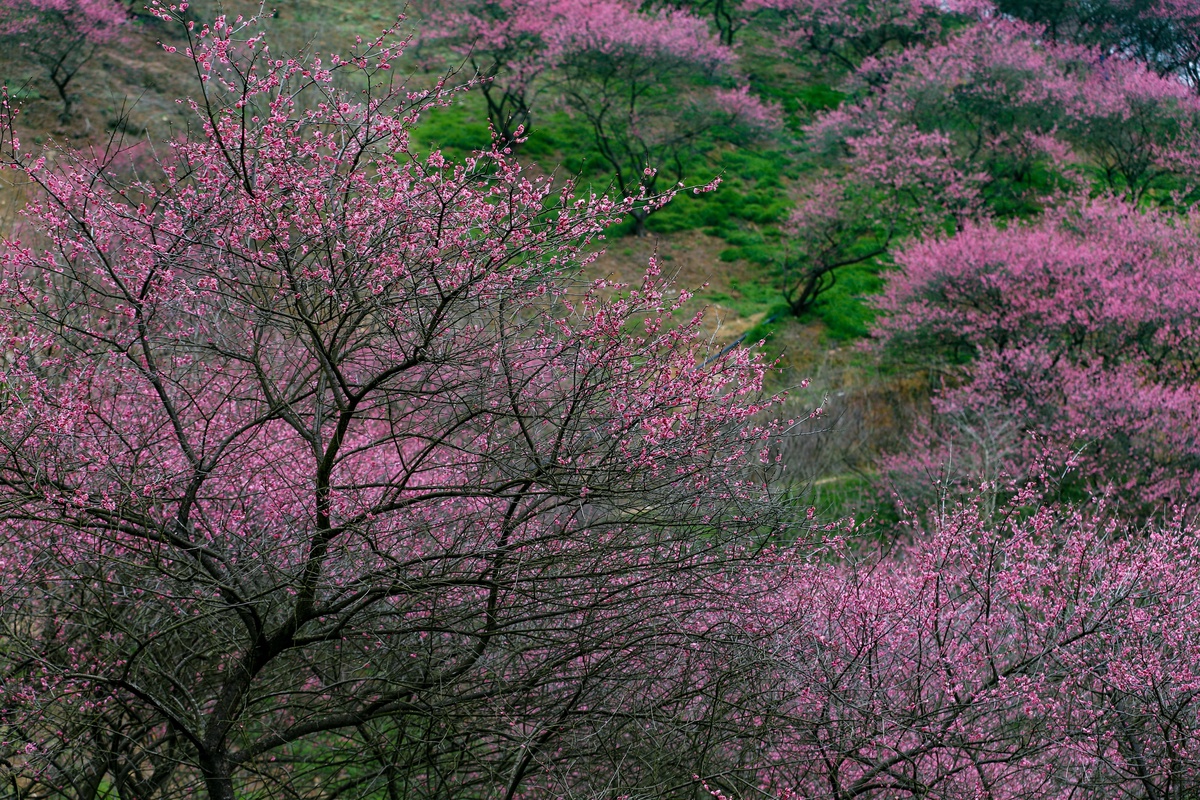 景色风光,山上梅花红似火