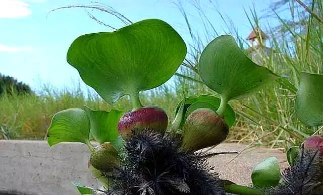 河中破坏之王"水葫芦",农民以前用来喂猪,殊不知它还能解毒