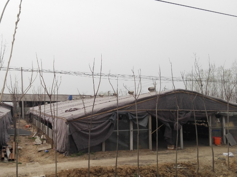 小一说三农:大棚养鸭子很流行,卫生防疫的这些流程要做好