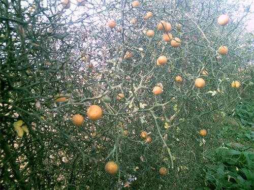 农村这种树,结满果实没有人敢偷,还可以防贼