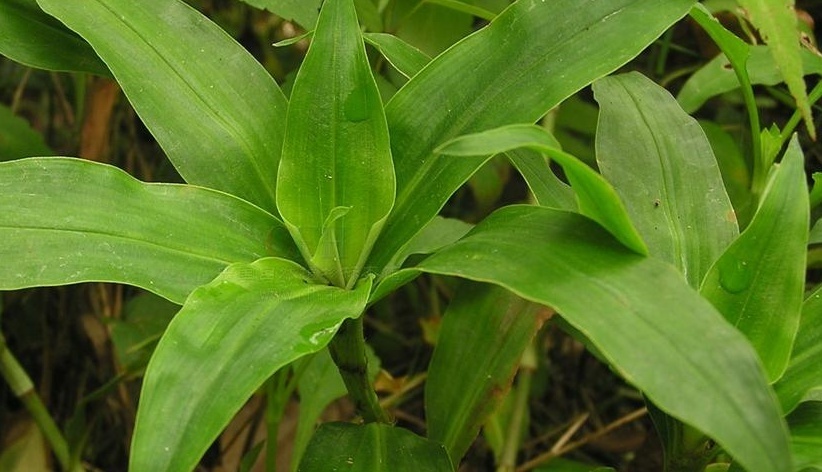 常见植物知识普及——大苞鸭跖草