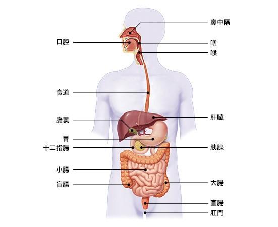 胃肠道解痉药与促胃肠动力药