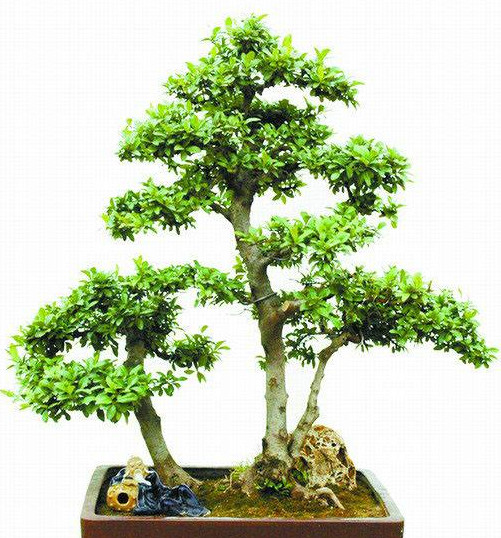 春季小叶女贞嫩枝老枝扦插压条繁殖,盆土选择营养土泥炭土河砂