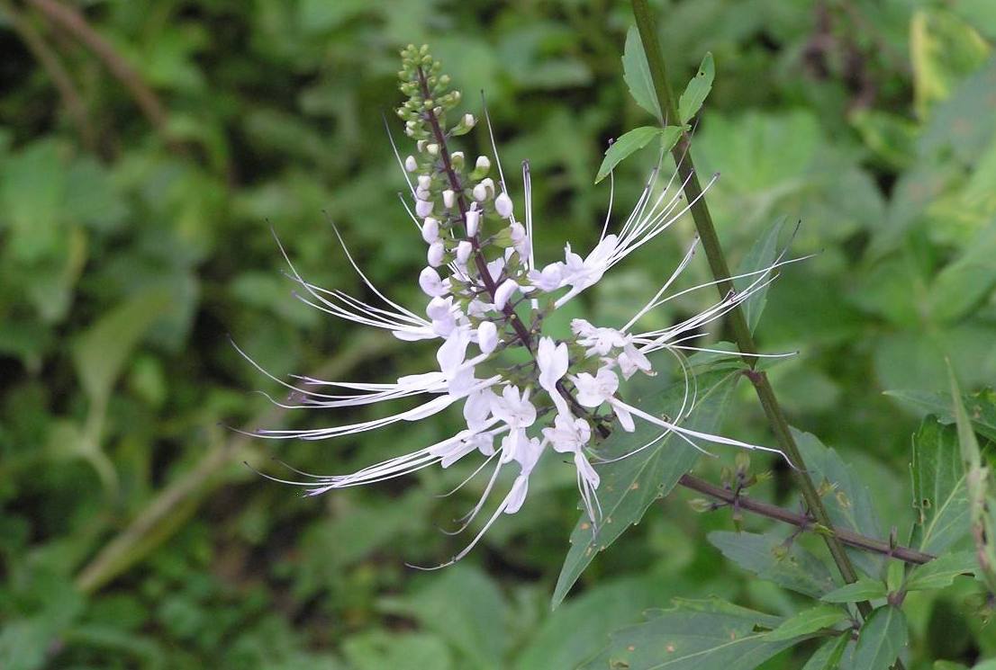 这种植物农村罕见,过去无人重视,如今却称"肾茶"价值高!