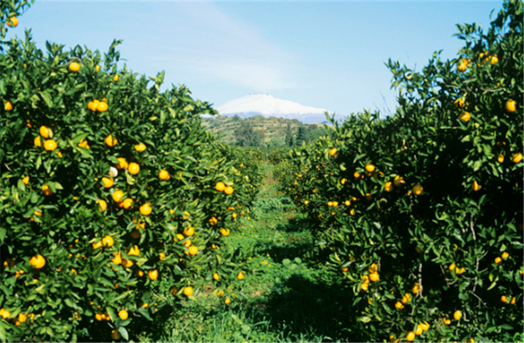 台山香水柠檬种植基地图片