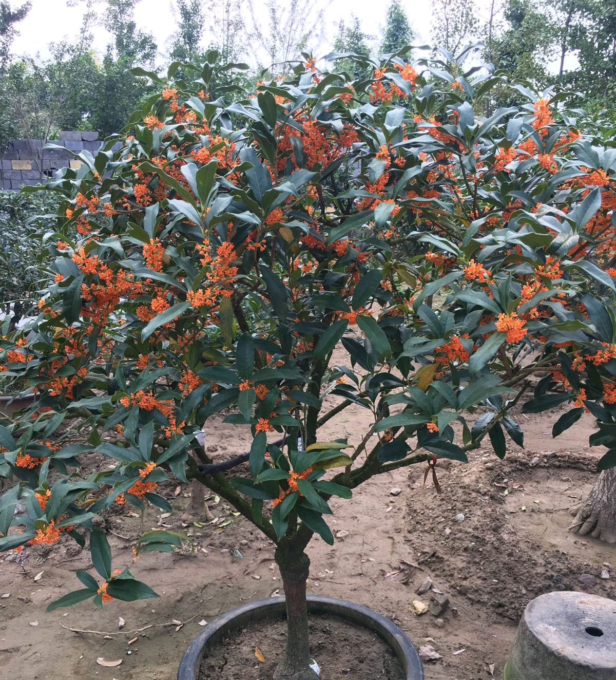 朱砂桂花喜迎中秋节,开花爆盆的朱砂桂太美,眼馋了朋友来围观