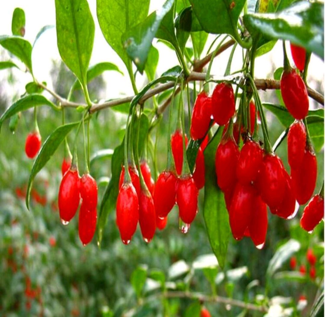 枸- 热门商品专区