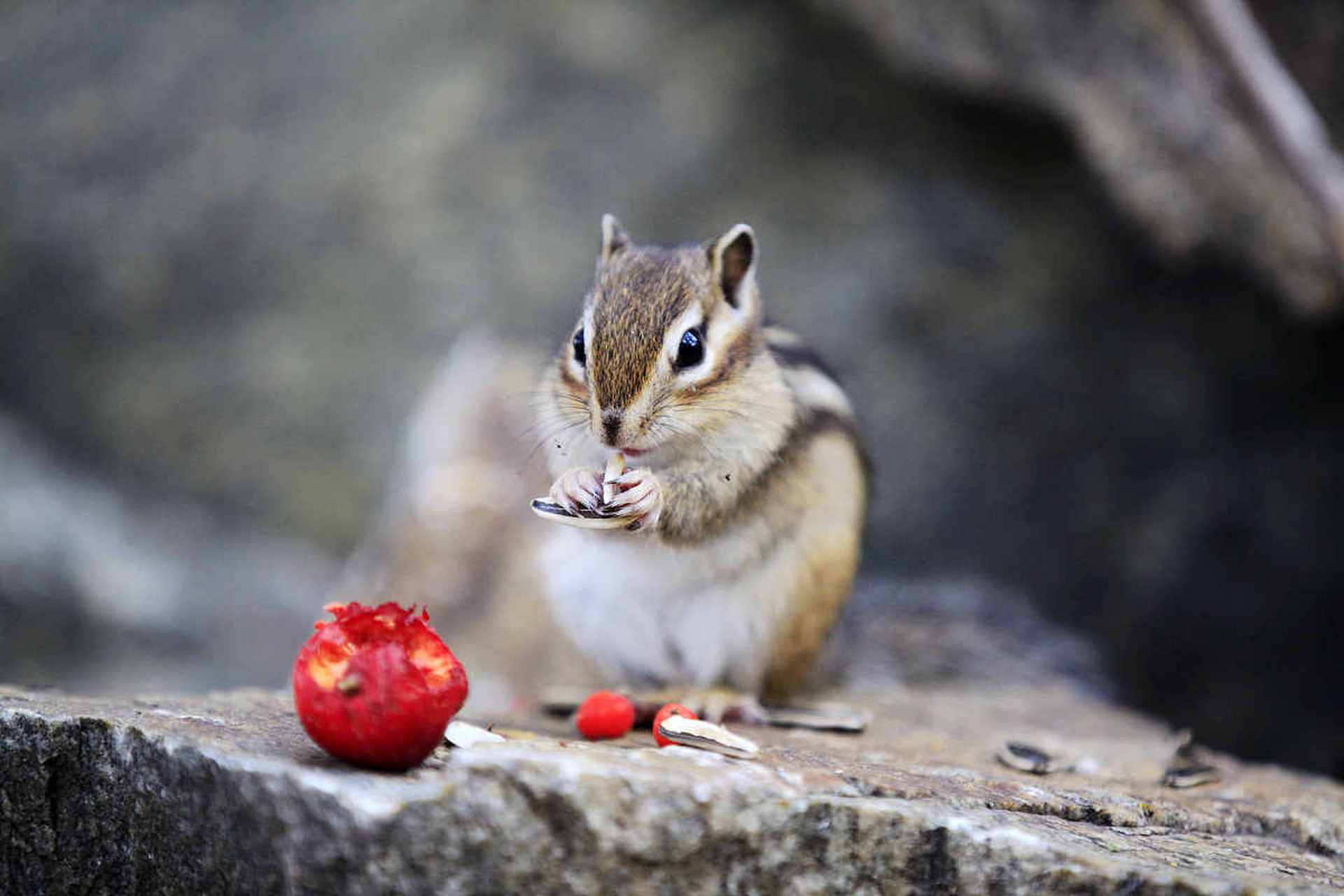 动物趣图# 小花栗鼠,抱着瓜子啃,好可爱萌化了