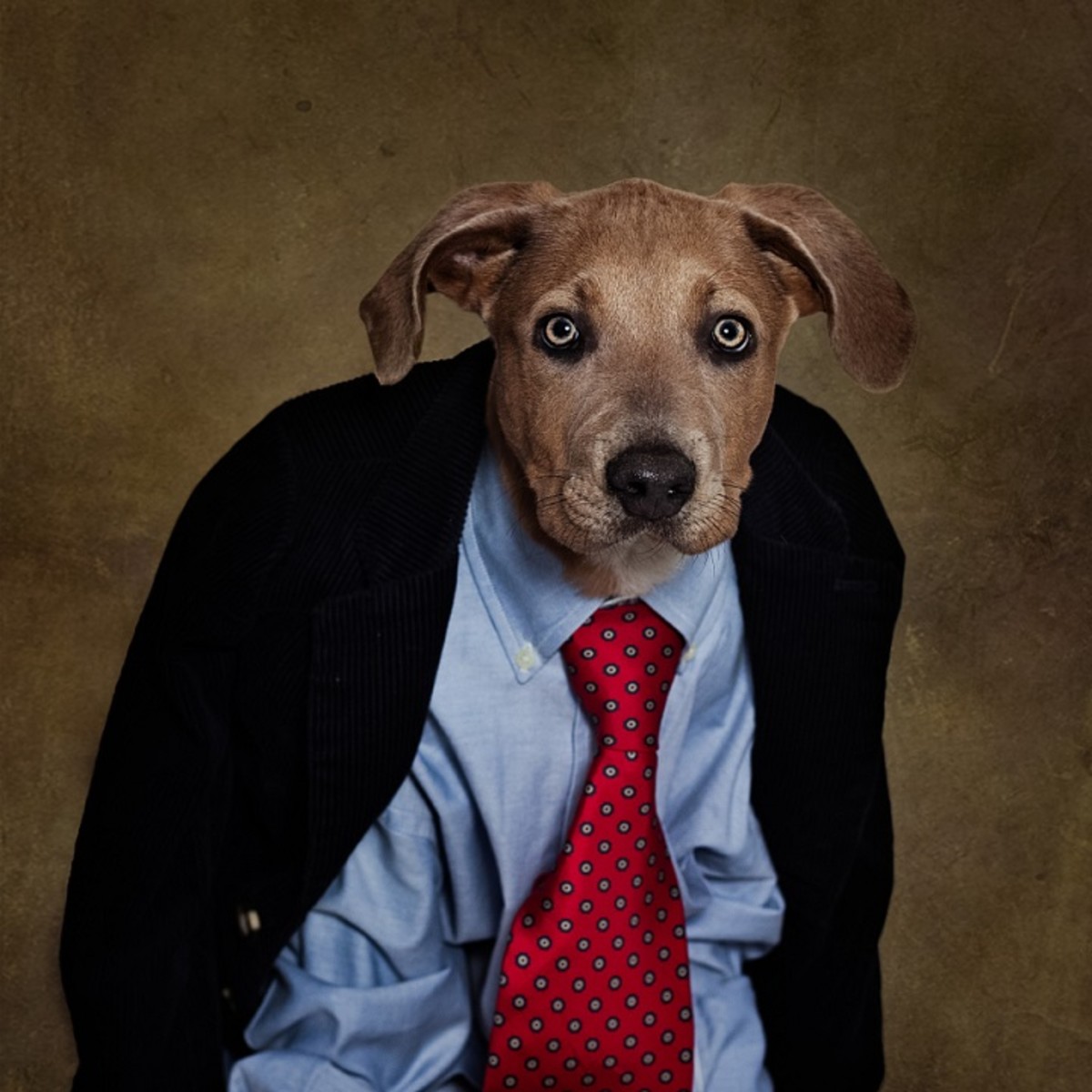 还有一直是女生们的养狗的不二选择——恬静迷人的挪威梗.