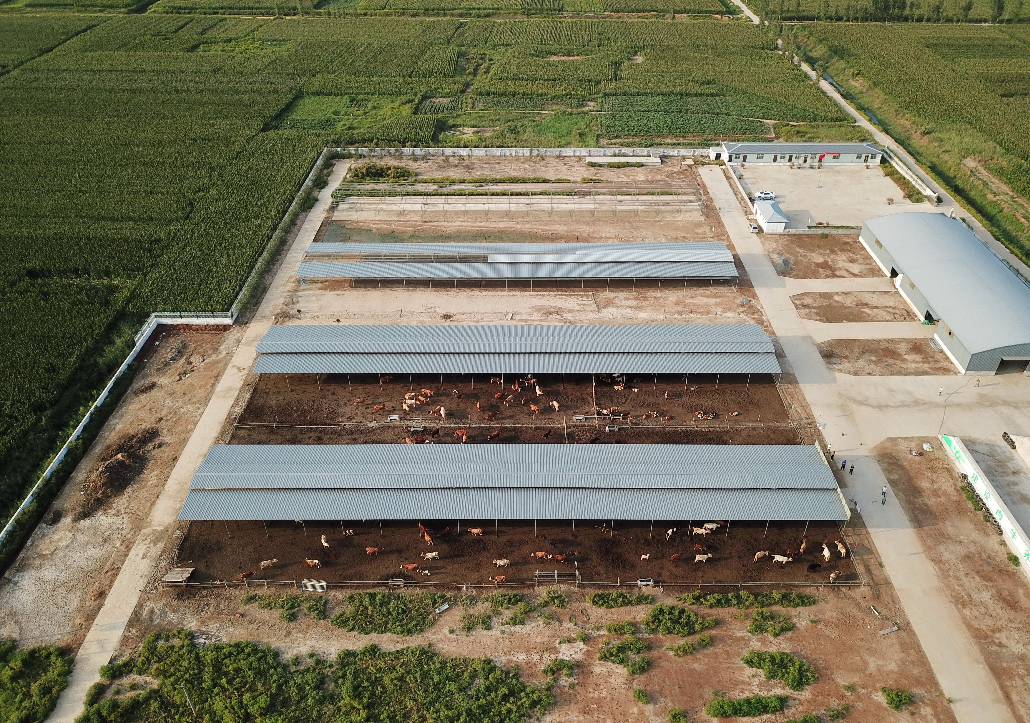 河北巨鹿:"托养牛"拓宽精准扶贫路(4)