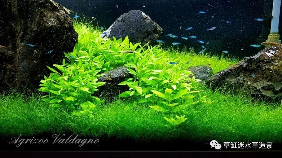 喜欢迷你牛毛的可以尝试一下这样的景