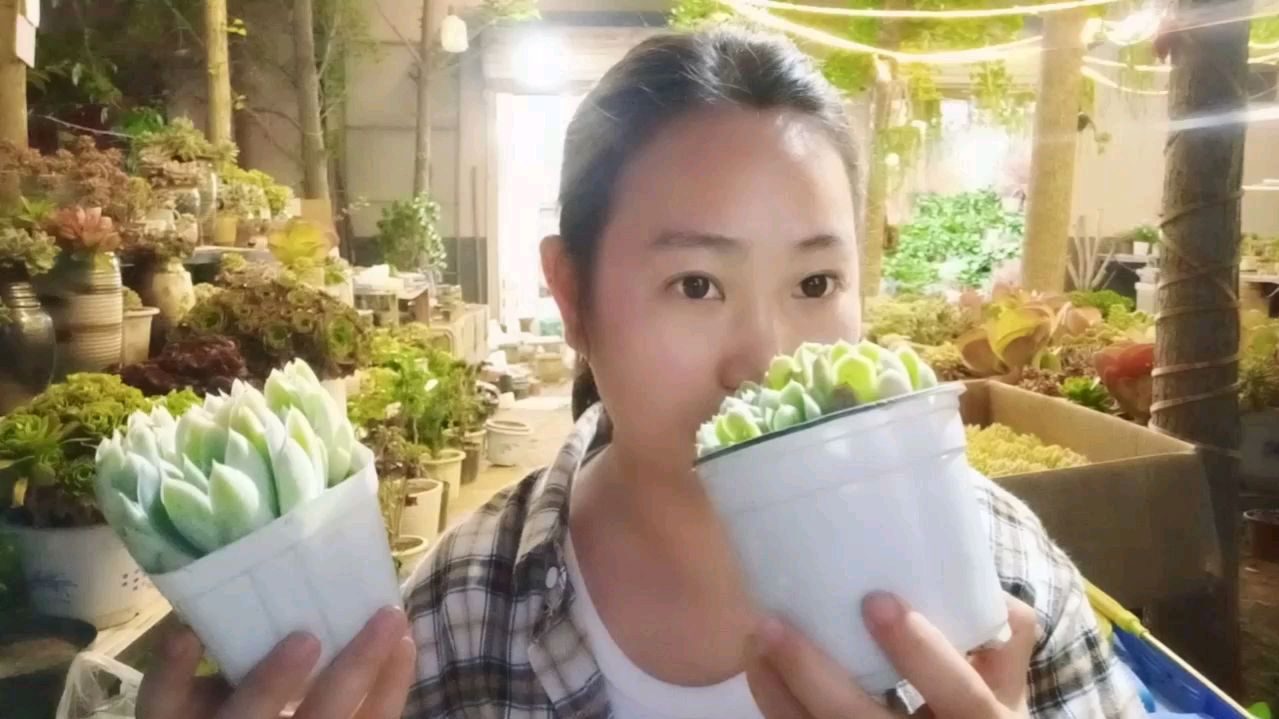 如何区分冰梅和贝瑞,两种带有香味的多肉,如何让它们越来越香?