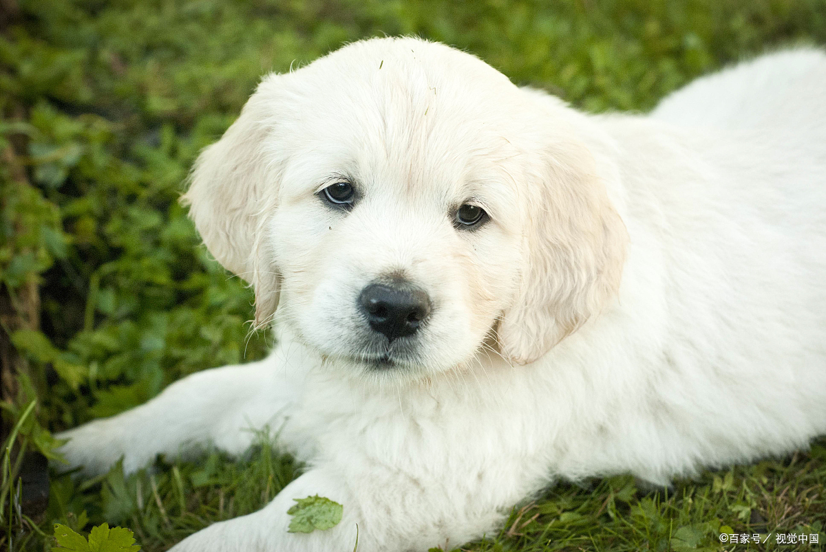金毛纯白色,是纯种吗?一篇文章让你明白真相!