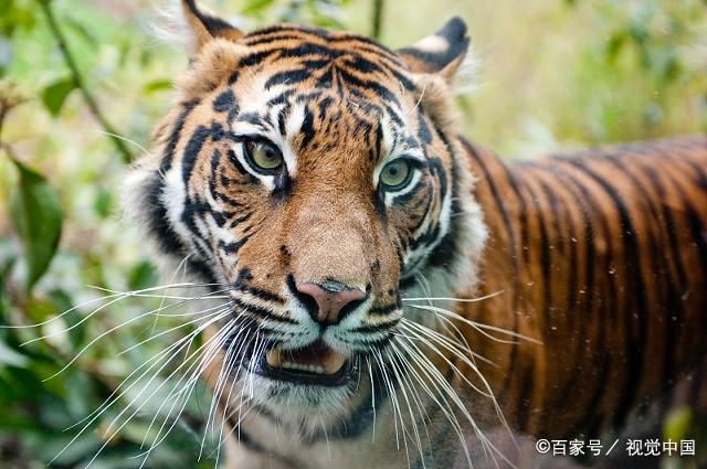 一般老虎的额头都有个像"王"字的花纹,捕猎能力很强