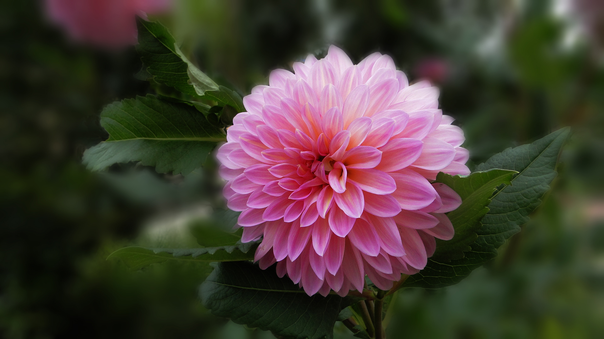 养殖大丽花注意这几点,涨势会更好