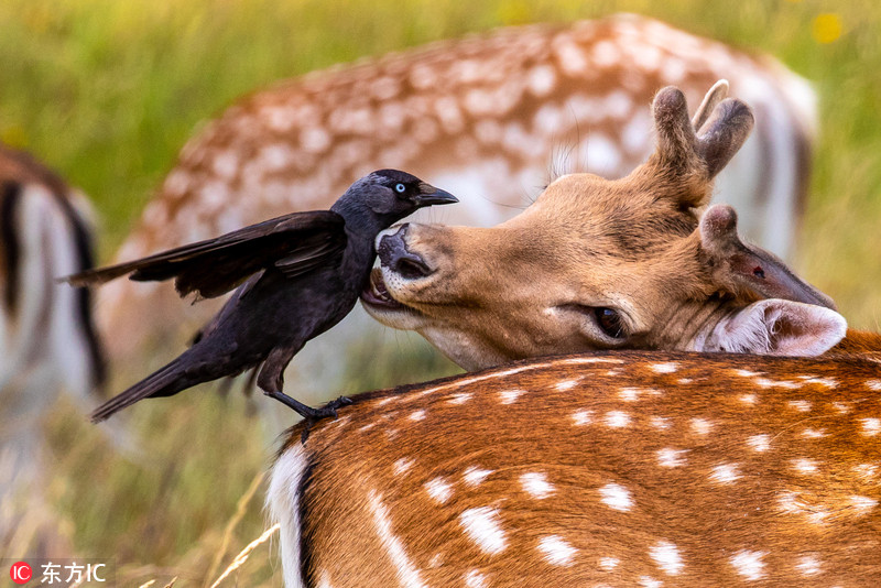 围观动物朋友圈!英国寒鸦轻蹭小鹿亲昵无比
