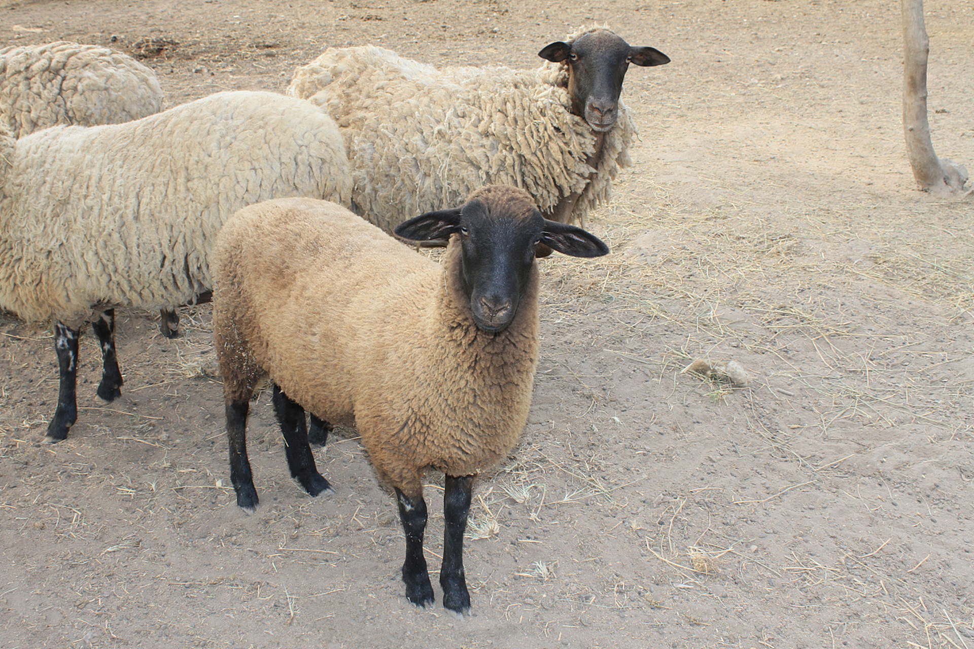 纯种杜泊羊的尾巴细长,浓密柔软,具有保暖和保持平衡的实用功能,同时