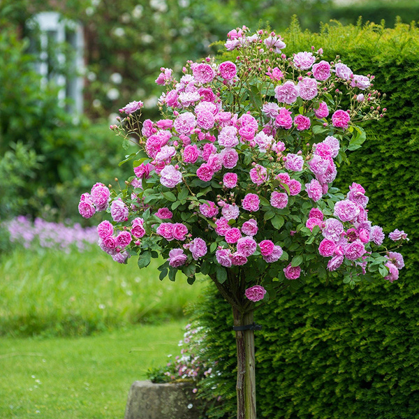 阳台上栽种月季花需要注意什么?