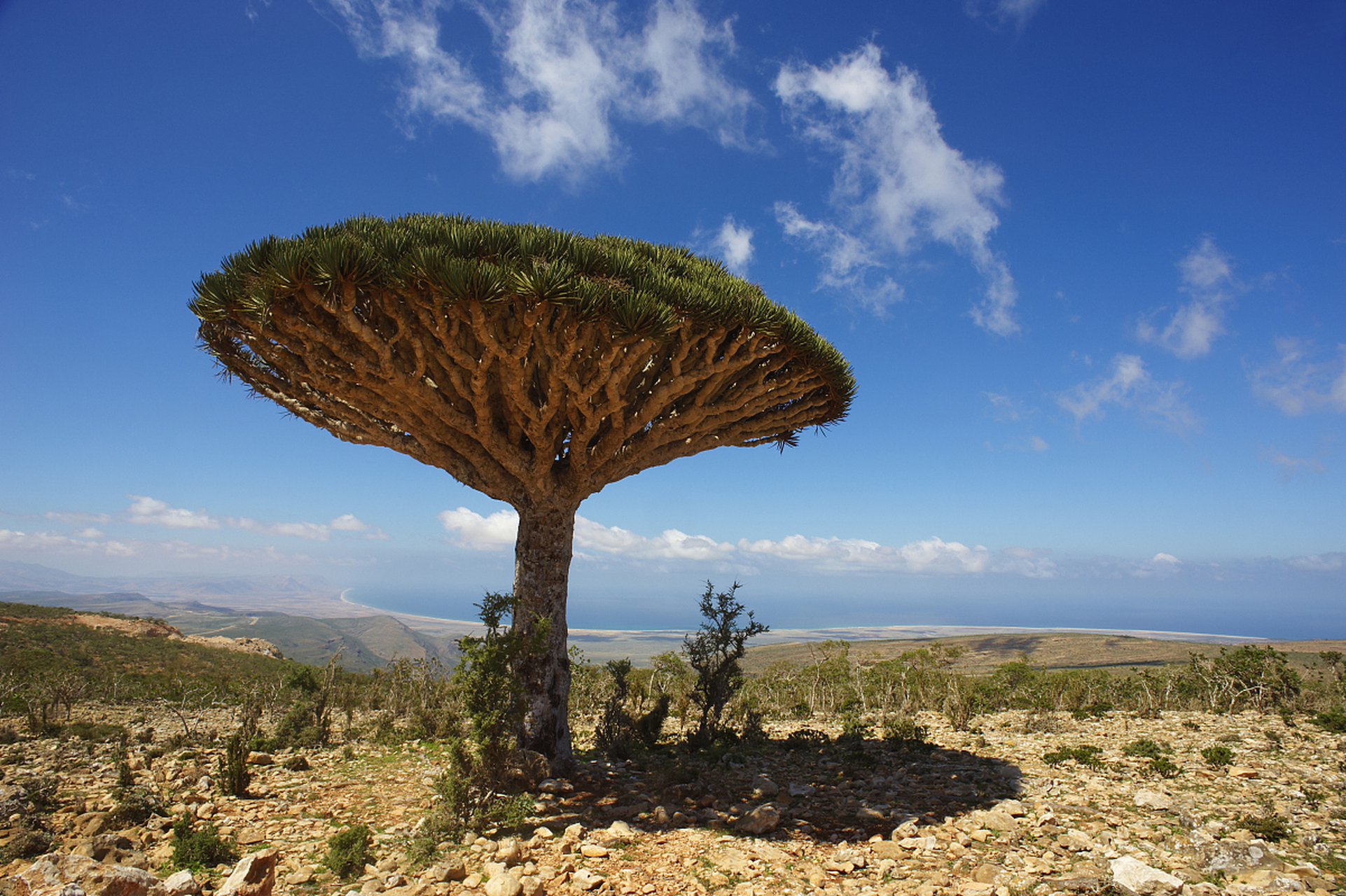 最长寿的"流血树"--龙血树 在非洲和亚洲南部的热带地区,生长着一种会