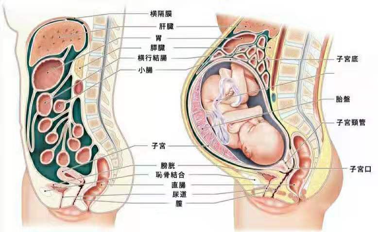 从怀孕到分娩女性子宫变化有多大?看完这5张图