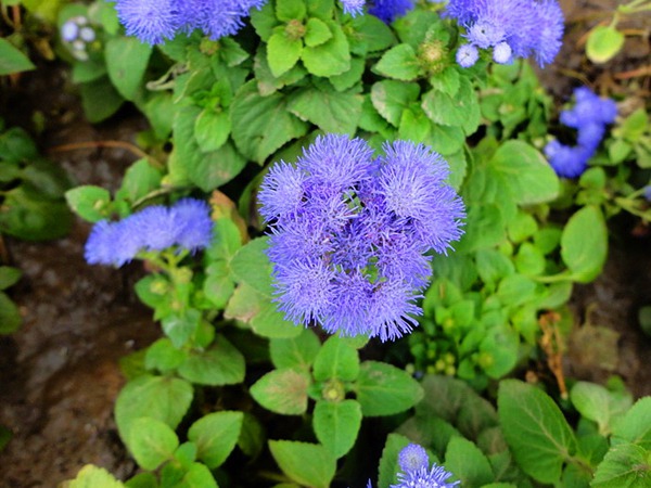 大花藿香蓟名字有些奇怪,花朵一开,却让人争着种植