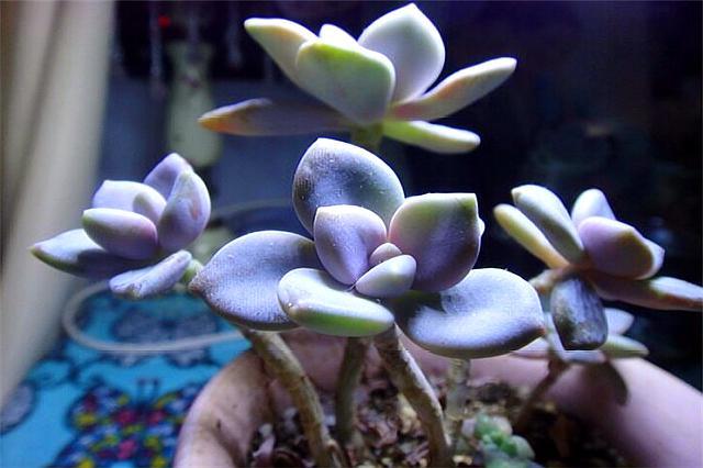 多肉冬美人养护3妙招,轻松养成极品老桩,蓝绿粉紫,美赛桃蛋
