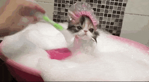 据广大网友小道消息,猫咪一洗澡就会变成另外一种生物