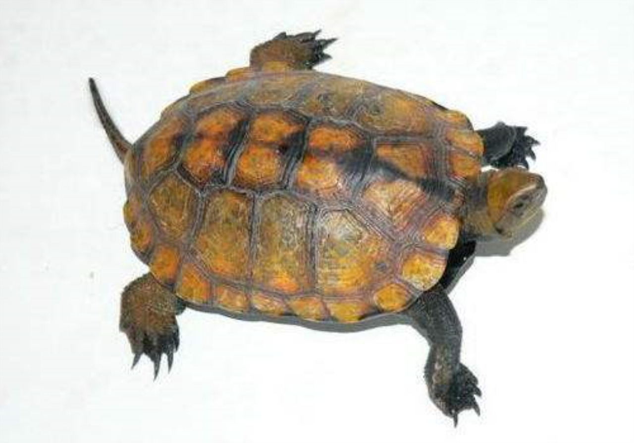日本石龟成体图片