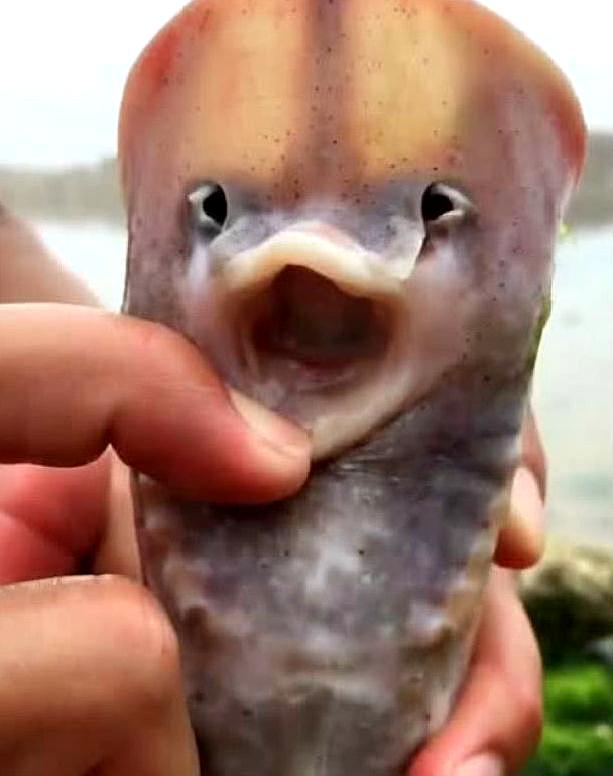 扁扁的鱼很可爱像人脸图片