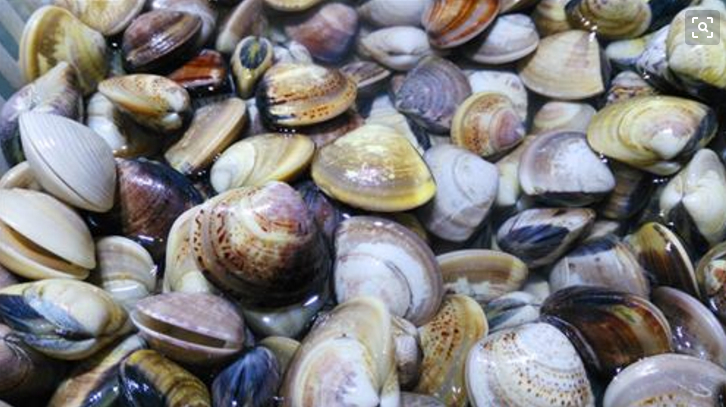 黄蚬子虽然是淡水贝类软体动物,而且黄蚬子个头很大,但是相对于比较大