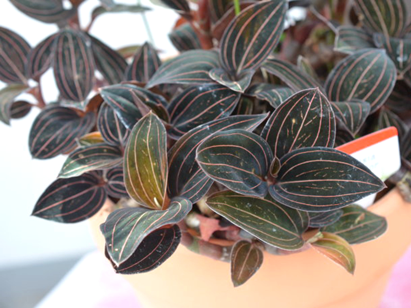 农村一种植物野草,酷似"金线莲",人称"石上藕",价值比较大