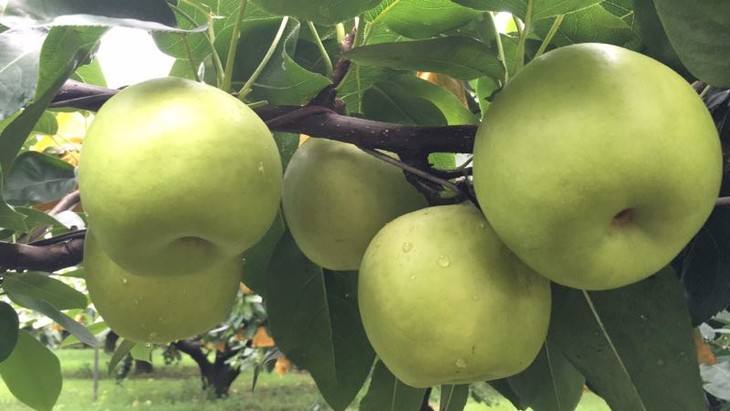 翠玉冰糖梨,脆嫩多汁,网友:个头大品质好!清甜爽口翠玉梨