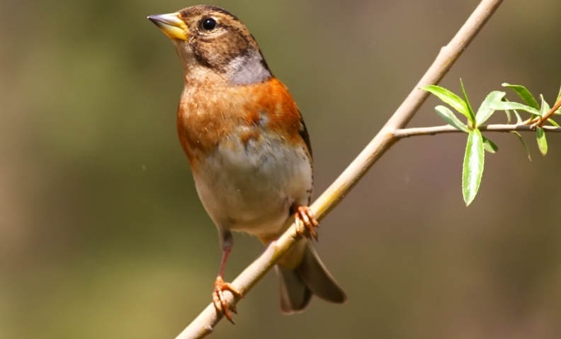 棕头鸦雀: 凤头鸊鷉: 白骨顶鸡: 大杓鹬: 长嘴鹬: 棕头鸥: 麻雀