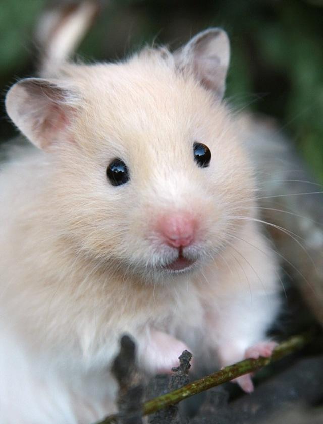 仓鼠寿命短暂,年迈仓鼠身体大不如以前,这样饲养让它们伴你更久