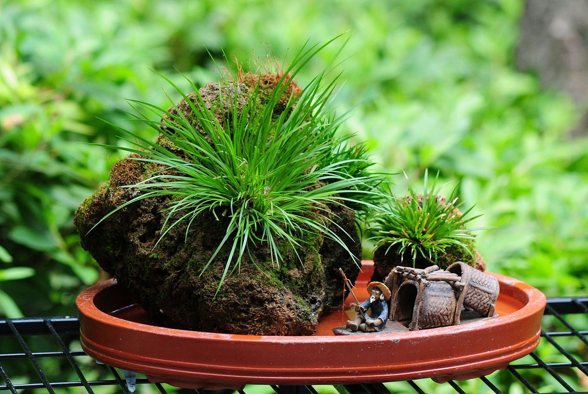 [原文:还魂草盆景的养殖方法]