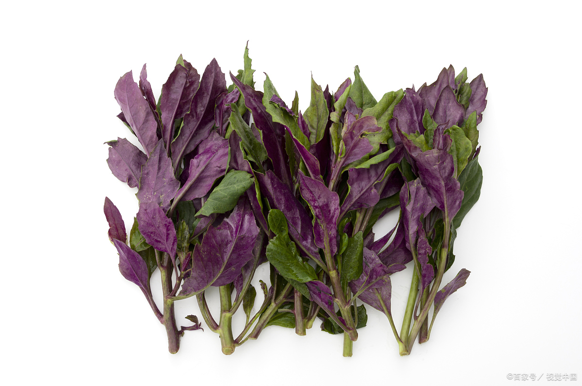 四川人爱吃的“血皮菜”是怎样一种蔬菜？血皮菜到底有没有毒？