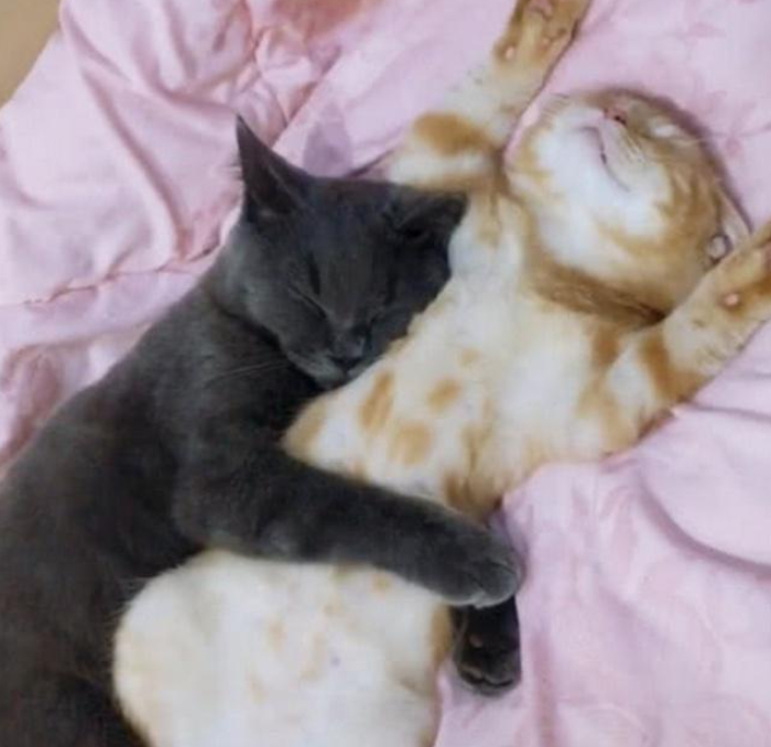 蓝猫橘猫感情好,睡觉也互相陪伴,让单身狗感受到了喵