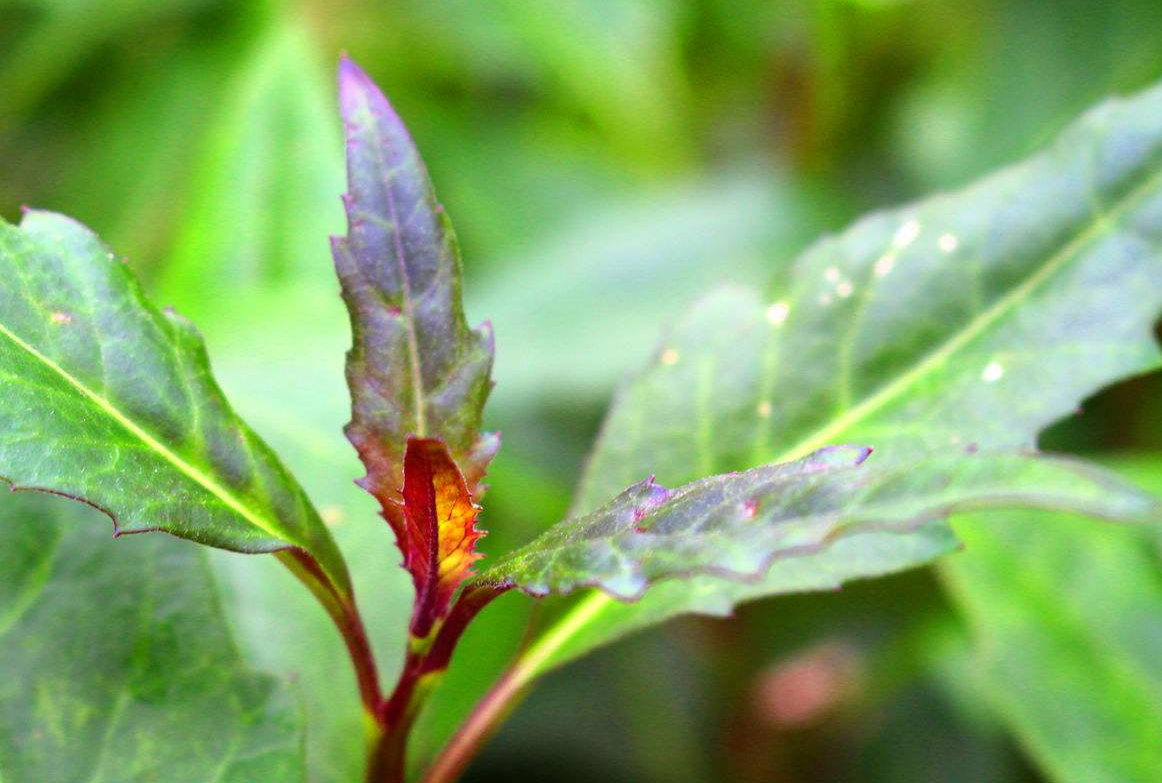 紫背菜不好种植无法采收,掌握方法才能简单栽培