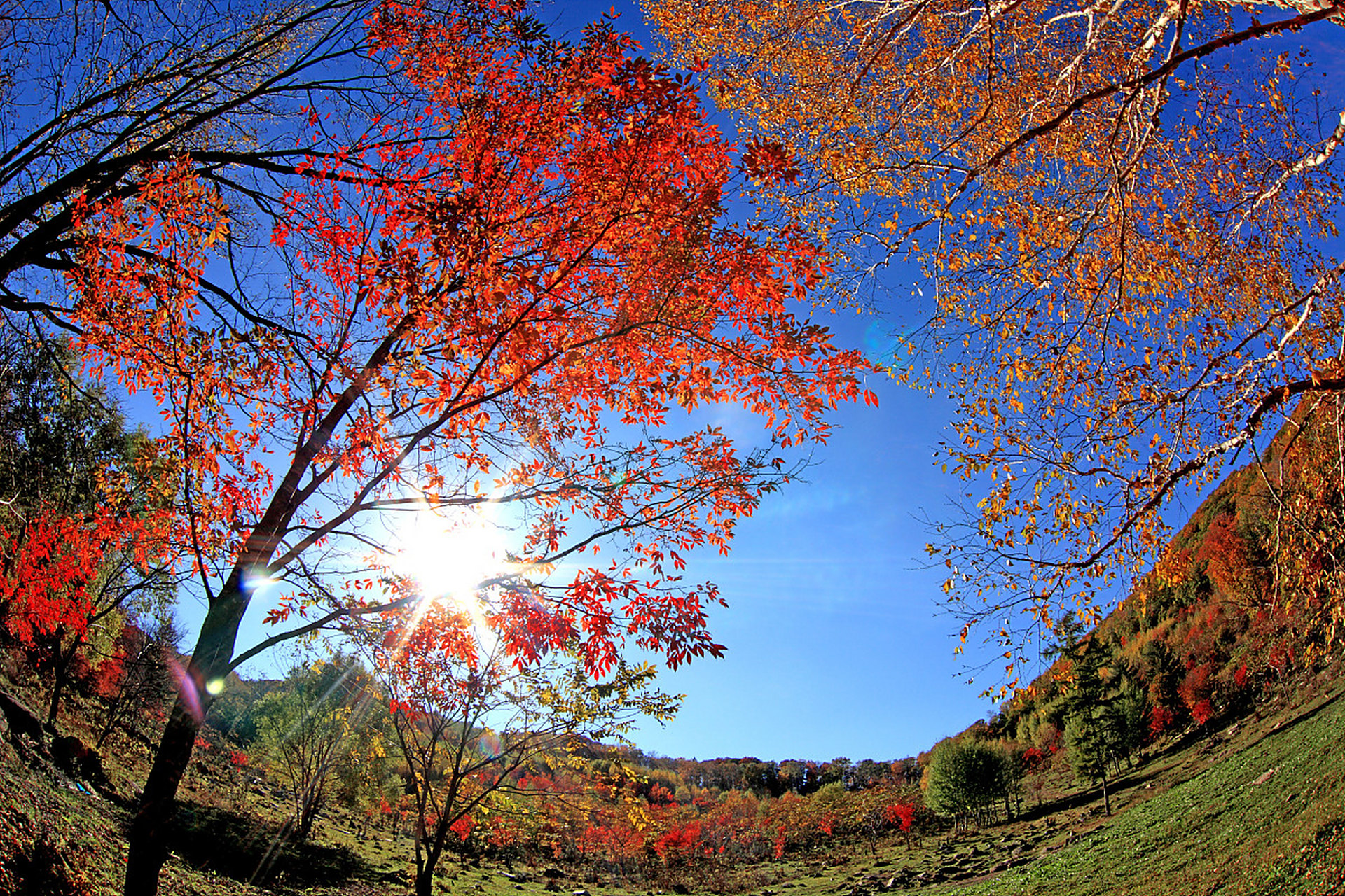 镜头里的春天#  红叶谷位于吉林省蛟河市,是中国东北地区著名的秋色