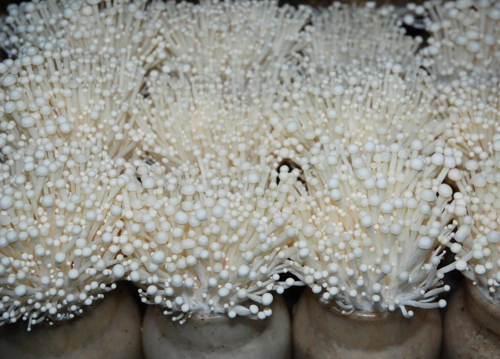 金针菇生长过程图片