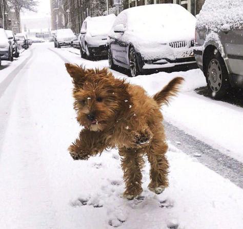 下雪时候的狗狗,也是不一样的风景